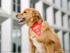 French Bandit Bandanas De Sport Hot