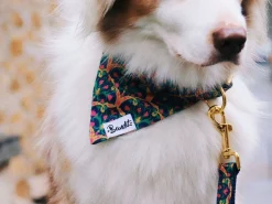 French Bandit Bollywoof Sale