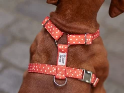 French Bandit Bonpoint Bandit - Rouge Best
