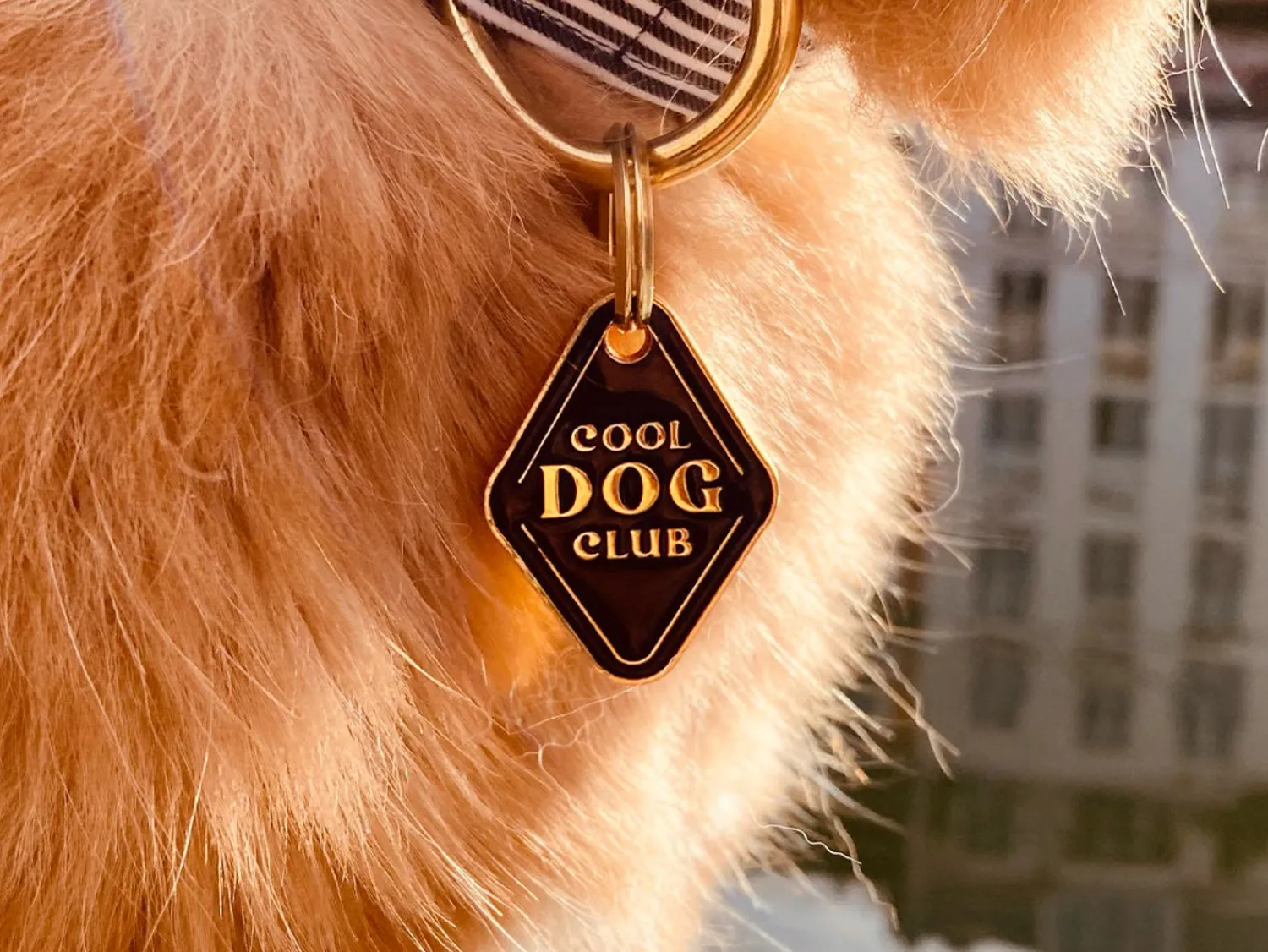 French Bandit Dog'S Club Cheap