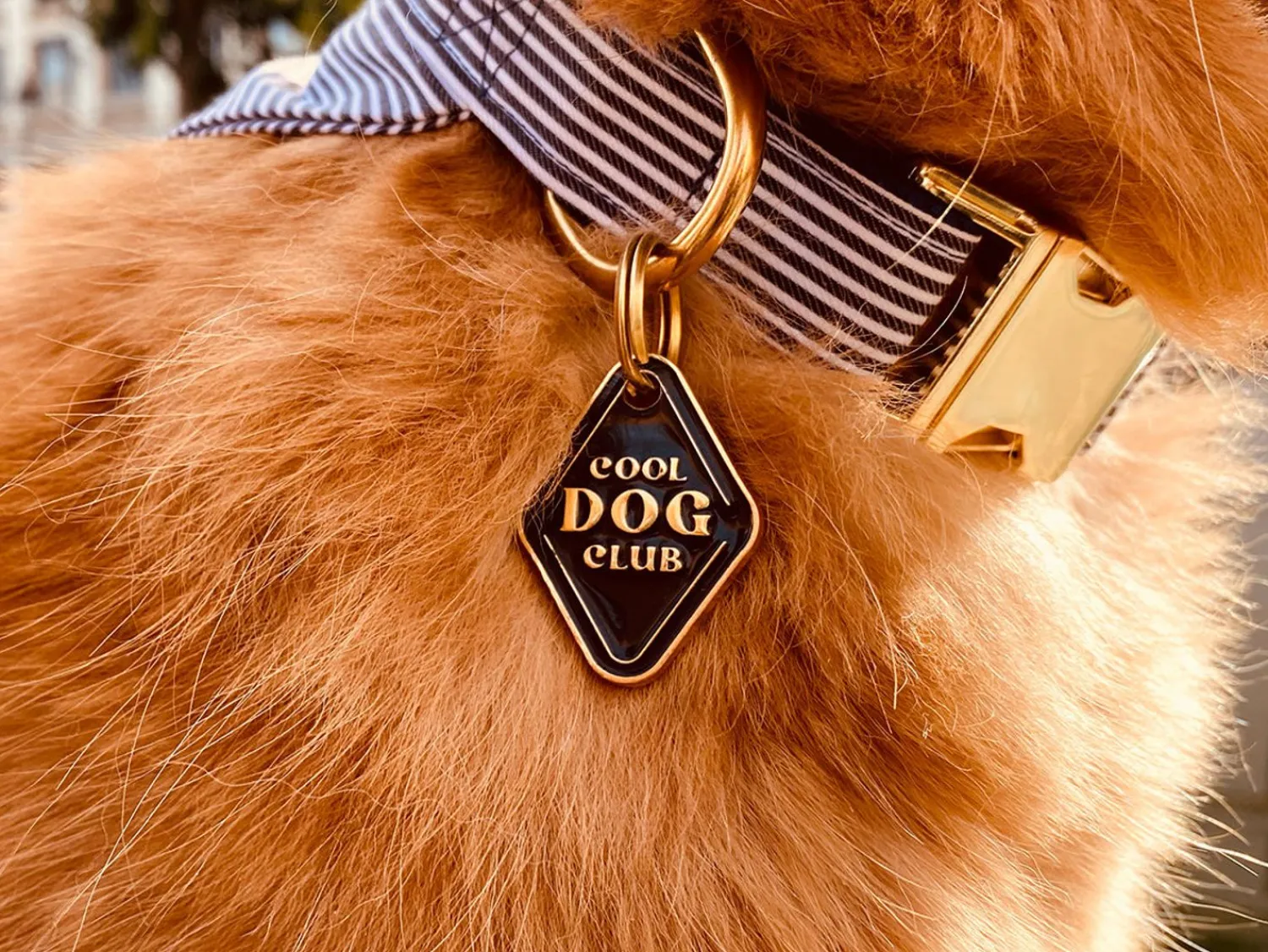 French Bandit Dog'S Club Cheap