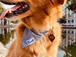 French Bandit Dog'S Club Cheap