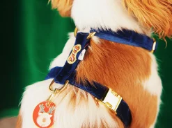 French Bandit Harnais Merry Blue Best Sale