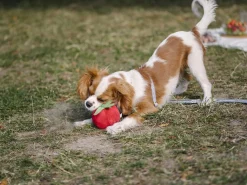 French Bandit Jouet Tomate Online
