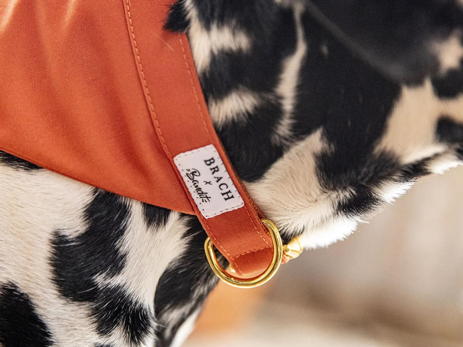 French Bandit Le Brach X Bandit Best Sale