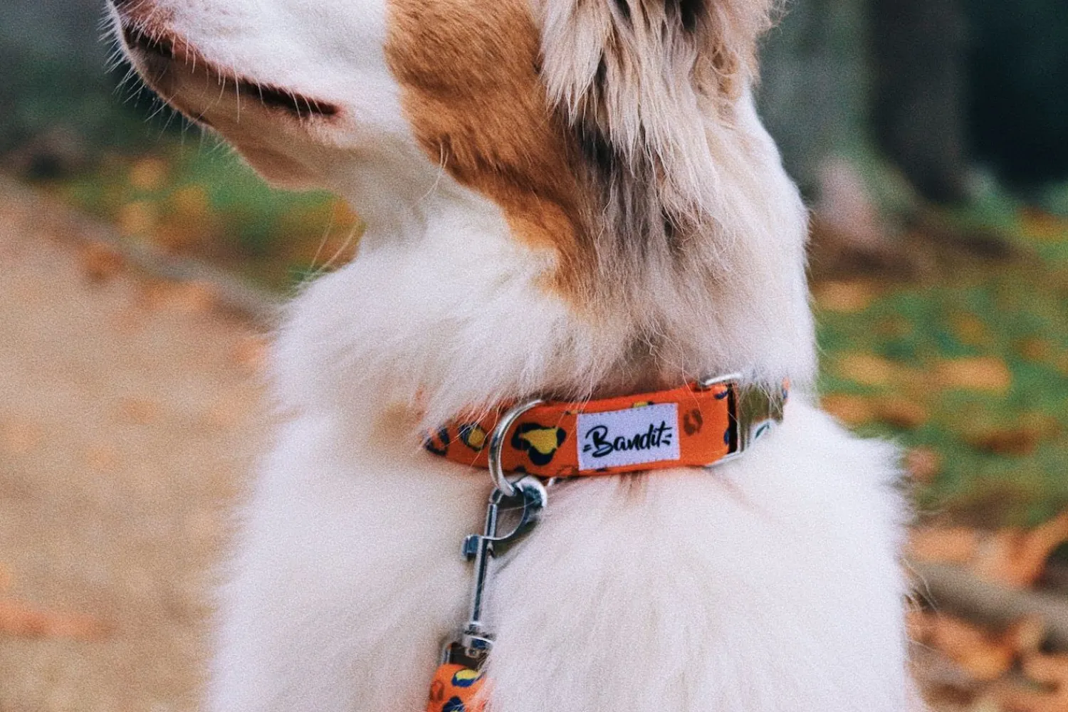 French Bandit Neon Jungle Flash Sale