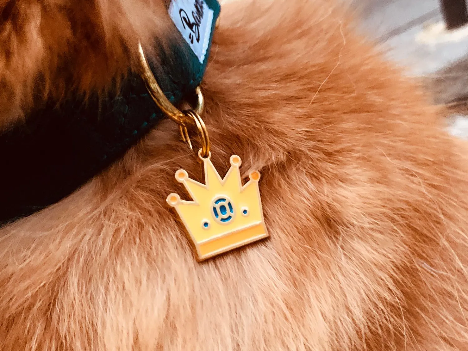 French Bandit Pet Of Thrones Online