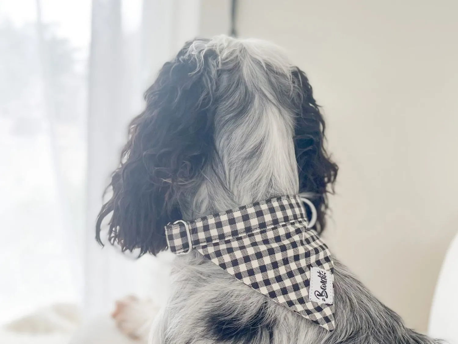 French Bandit Veni Vidi Vichy Fashion