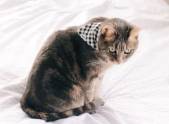 French Bandit Veni Vidi Vichy Fashion