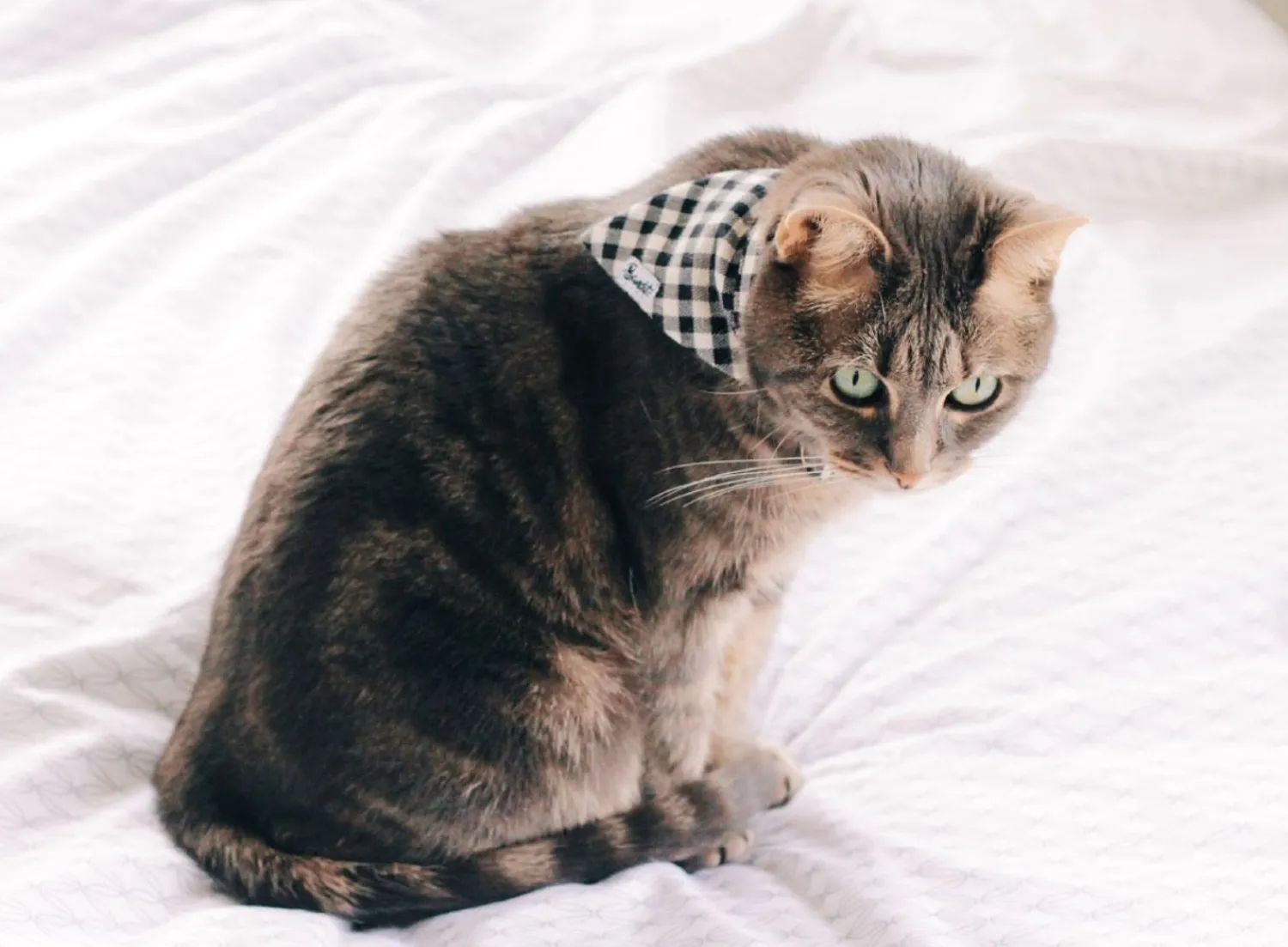 French Bandit Veni Vidi Vichy Fashion