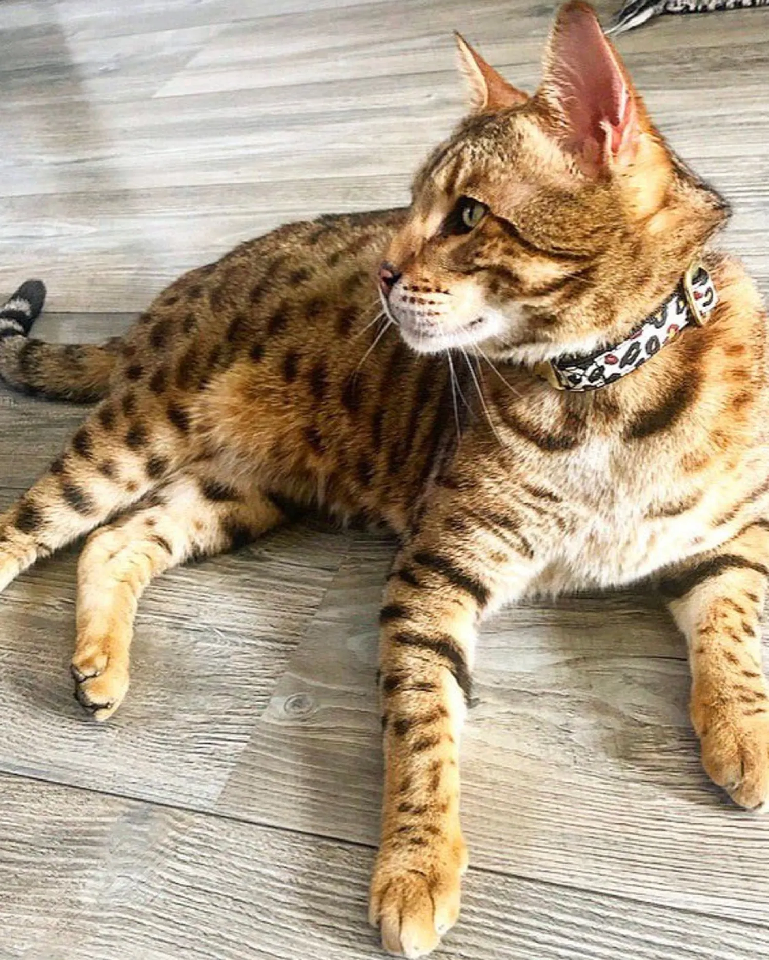 French Bandit Wild Wild Wouf New